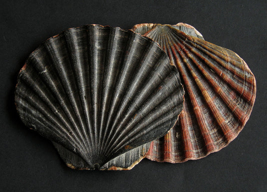 Great Scallop or King Scallop (Pecten maximus): A Comprehensive Guide to This Culinary Delicacy