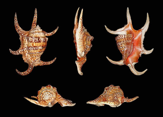 Chiragra Spider Conch (Lambis chiragra): A Deep Dive into Its Habitat and Characteristics