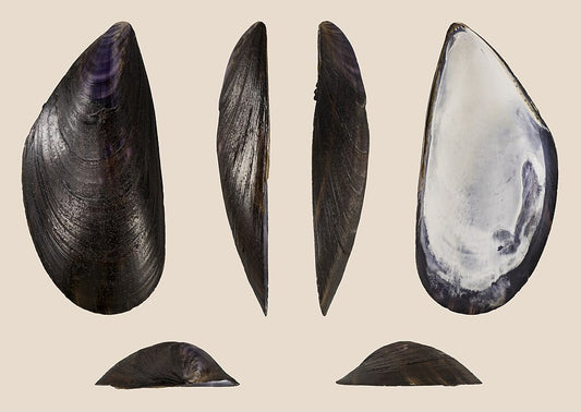 Blue Mussel (Mytilus edulis): A Comprehensive Guide to Its Habitat and Culinary Uses