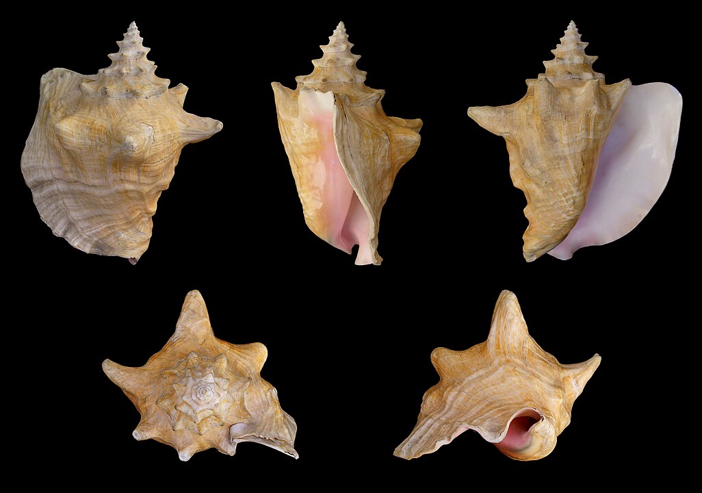 Queen Conch (Lobatus gigas): An Insight into Its Habitat and Conservation