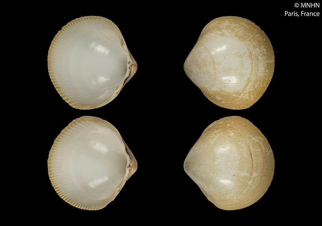 Giant Cockle (Laevicardium elatum): An Overview of Its Habitat and Importance