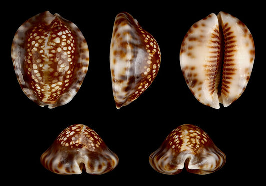 Aldabra Cowrie (Mauritia depressa): An Overview of Its Habitat and Significance