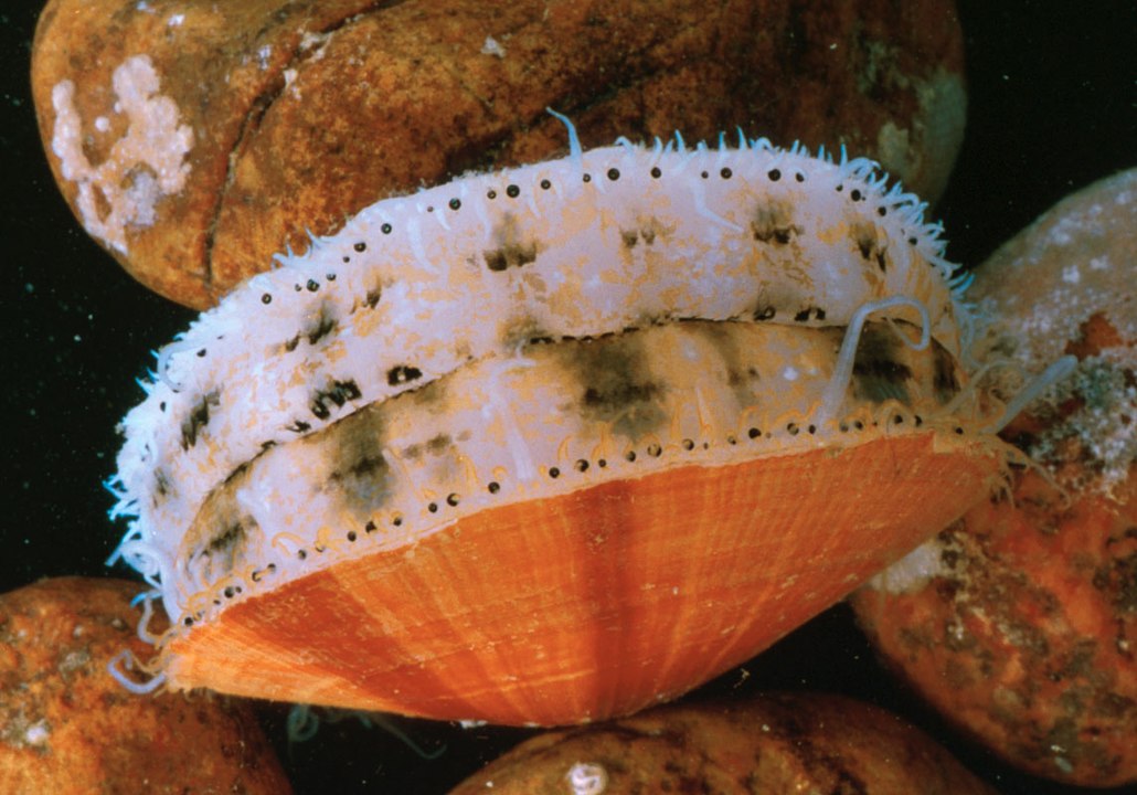 Atlantic Sea Scallop (Placopecten magellanicus): A Key Species in Marine Ecosystems