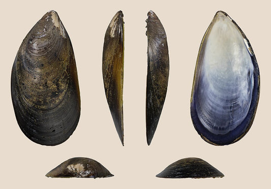 Chilean Mussel (Mytilus chilensis): A Key Species in Sustainable Aquaculture