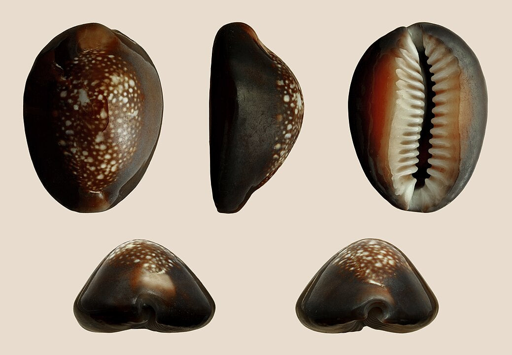 Snake-head Cowrie (Cypraea caputserpentis): A Comprehensive Guide to Its Characteristics and Habitat