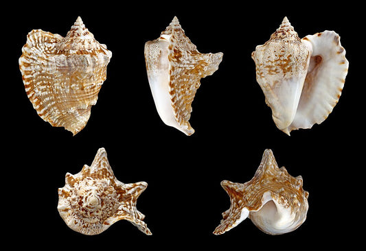 Hawk-wing Conch (Lobatus raninus): A Comprehensive Overview of Its Habitat and Ecology