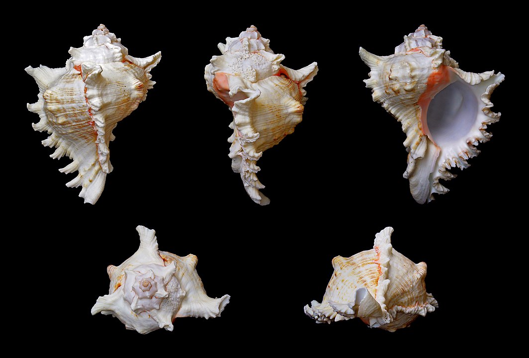 Giant Eastern Murex (Chicoreus ramosus): An Overview of Its Characteri