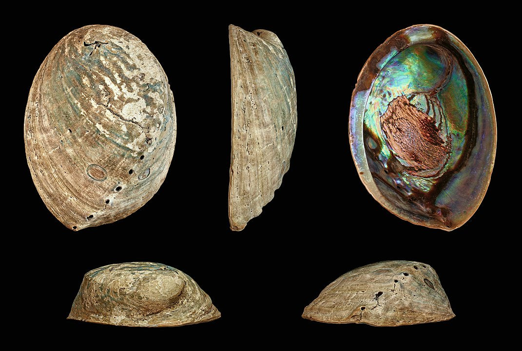 Paua (Haliotis iris): A Comprehensive Guide to New Zealand's Iconic Abalone