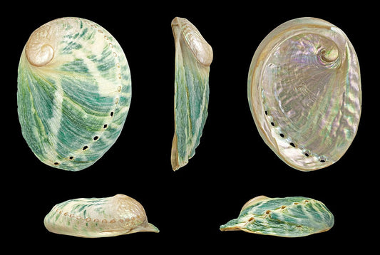 Greenlip Abalone (Haliotis laevigata): A Comprehensive Guide to Its Habitat and Benefits