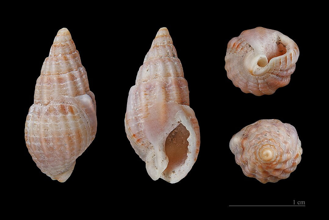 Red-mouthed Whelk (Nassarius reticulatus): A Comprehensive Guide to Its Habitat and Behavior