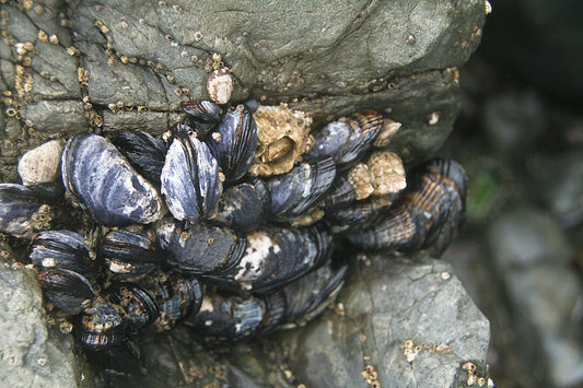 California Mussel (Mytilus californianus): Key Traits and Ecological Importance