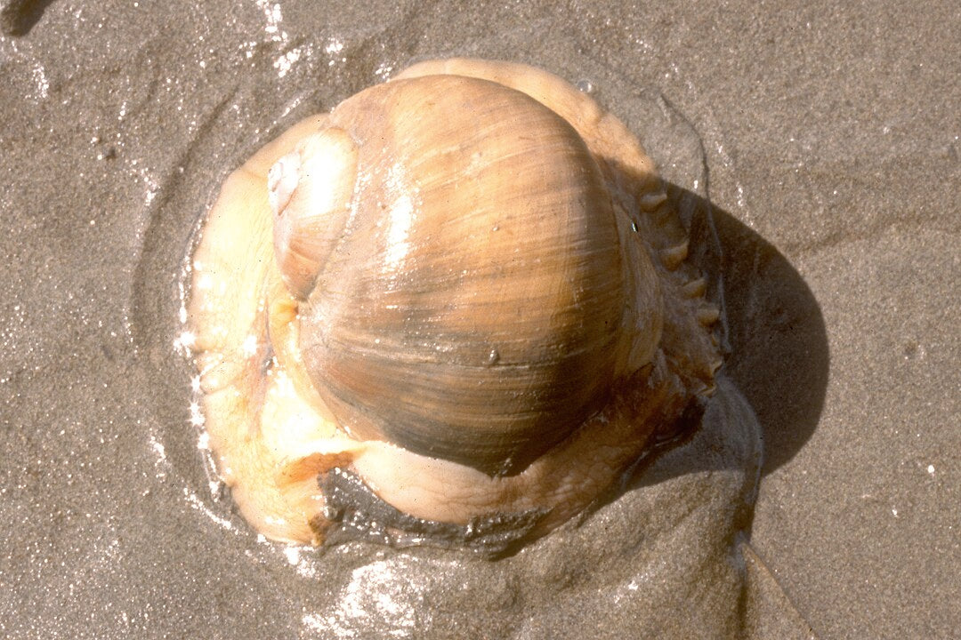 Giant Moon Snail (Euspira maxima): Characteristics and Habitat Insights