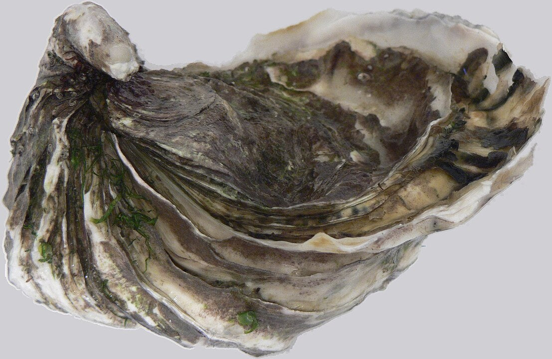 Pacific Oyster (Crassostrea gigas): An Overview of Its Ecology and Importance