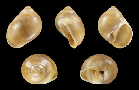 Blotched Moon Snail (Euspira macilenta): A Comprehensive Overview of Its Habitat and Behavior