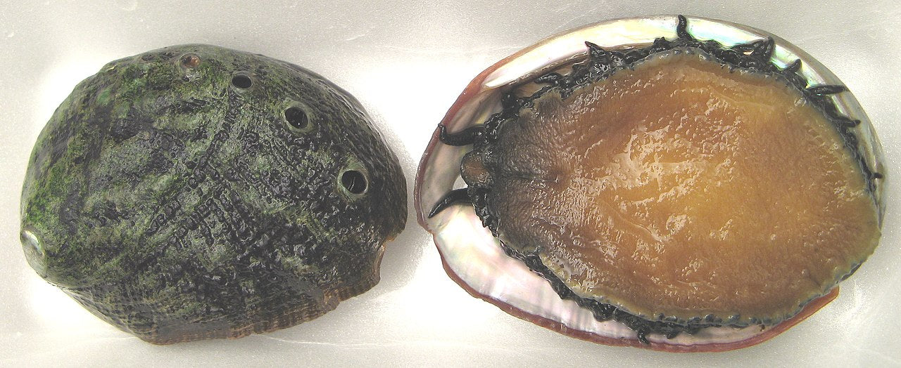 White Abalone (Haliotis sorenseni): Conservation Status and Ecological Importance