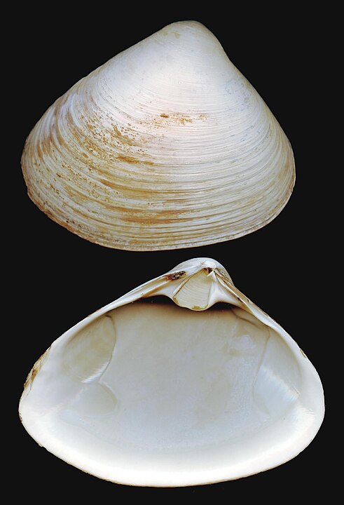 Atlantic Surf Clam (Spisula solidissima): A Comprehensive Guide to Its Habitat and Culinary Value