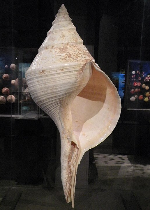 Giant Whelk (Syrinx aruanus): The World’s Largest Marine Snail