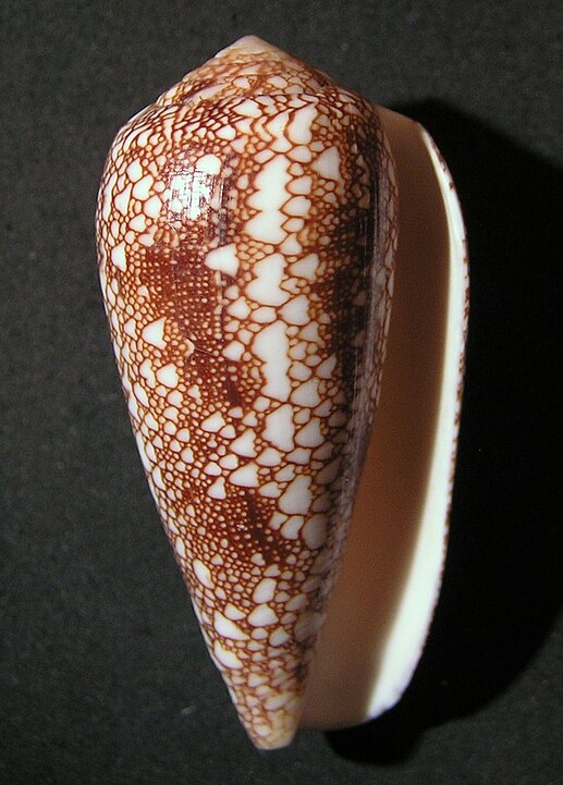 Omaria Cone (Conus omaria): A Fascinating Species of Marine Snail