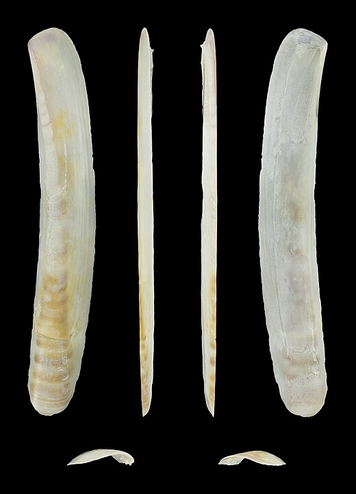 Atlantic Jackknife Clam (Ensis leei): A Comprehensive Guide to Its Habitat and Ecology