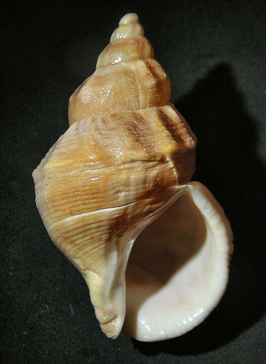 Bluntnose Whelk (Buccinum glaciale): An Overview of Its Habitat and Ecology