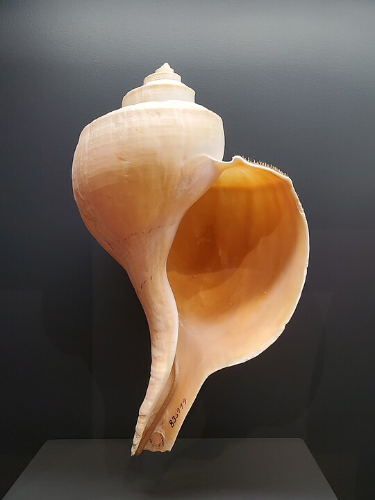 Channeled Whelk (Busycotypus canaliculatus): Insights into Habitat, Behavior, and Culinary Value