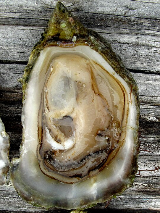 Hood Canal Oyster (Ostrea conchaphila): A Key Species in Sustainable Aquaculture