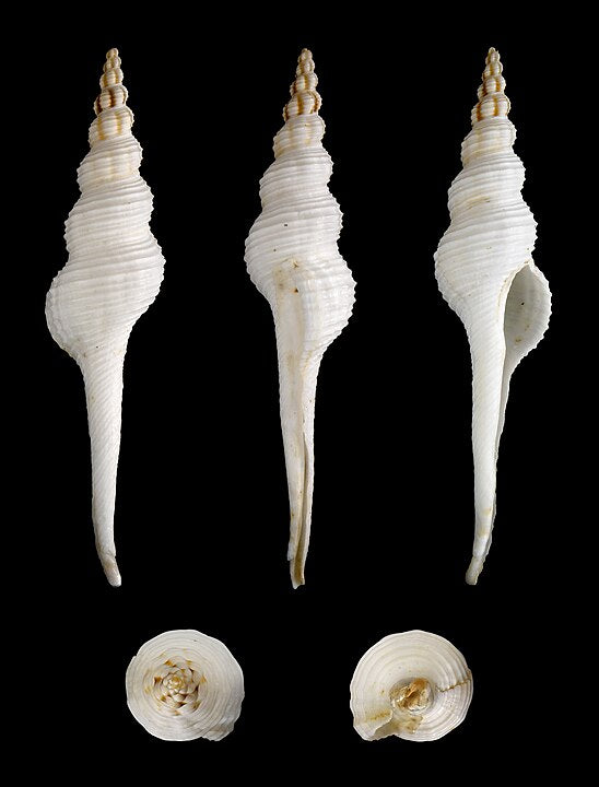 Spindle Whelk (Fusinus colus): A Comprehensive Guide to Its Habitat and Characteristics