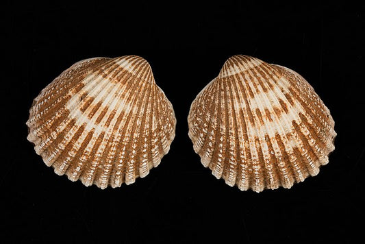 Prickly Cockle (Acanthocardia echinata): Understanding Its Habitat and Ecological Importance