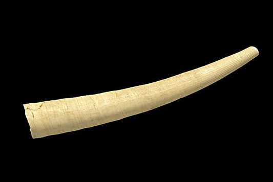 Elephant Tusk Shell (Antalis vulgaris): A Comprehensive Guide to Its Habitat and Characteristics