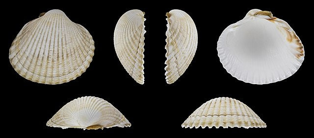 Common Cockle (Cerastoderma edule): An Overview of Its Habitat, Distribution, and Ecological Importance