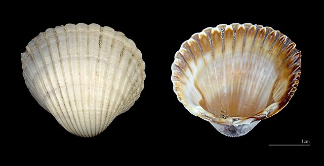 Lagoon Cockle (Cerastoderma glaucum): An Overview of Its Habitat and Importance