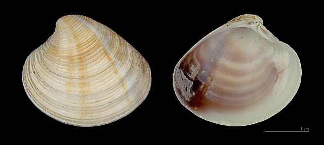 Venus Clam (Chamelea gallina): A Comprehensive Guide to Identification and Habitat