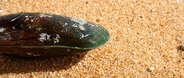 New Zealand Green-lipped Mussel (Perna canaliculus): A Comprehensive Guide to Its Benefits and Uses