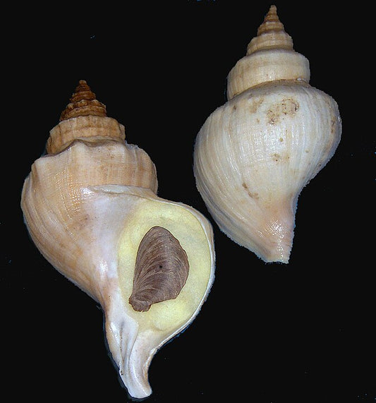 Northern Whelk (Neptunea despecta): A Comprehensive Overview of Its Ecology and Distribution