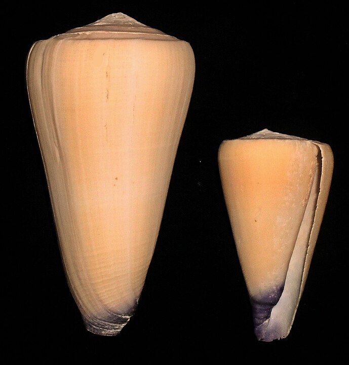 Virgin Cone (Conus virgo): A Comprehensive Guide to Its Habitat and Characteristics