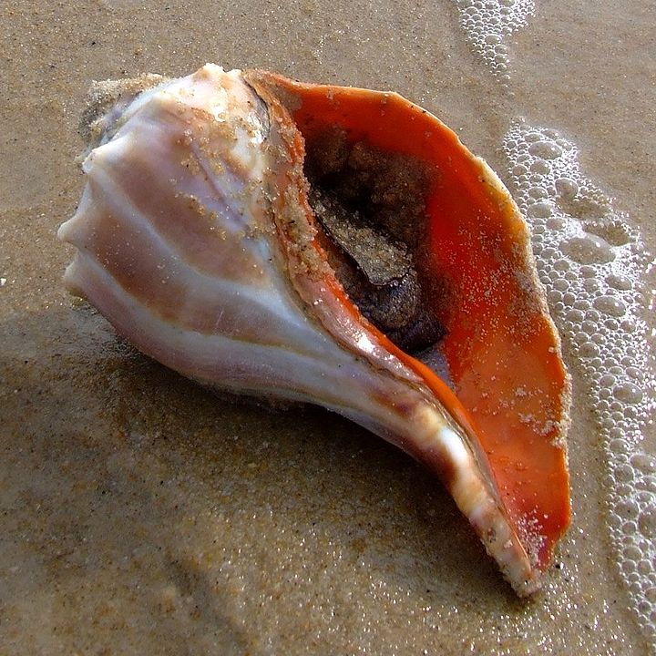 Knobbed Whelk (Busycon carica): A Comprehensive Overview of Its Biology and Habitat