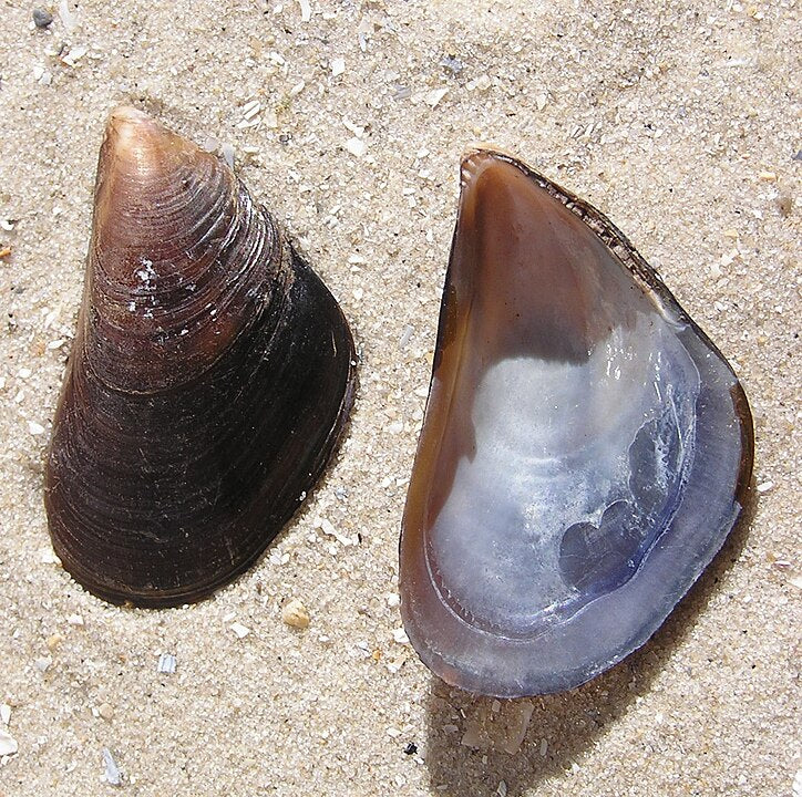 Mediterranean Mussel (Mytilus galloprovincialis): Key Insights into Th