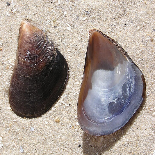 Mediterranean Mussel (Mytilus galloprovincialis): Key Insights into Their Ecology and Conservation