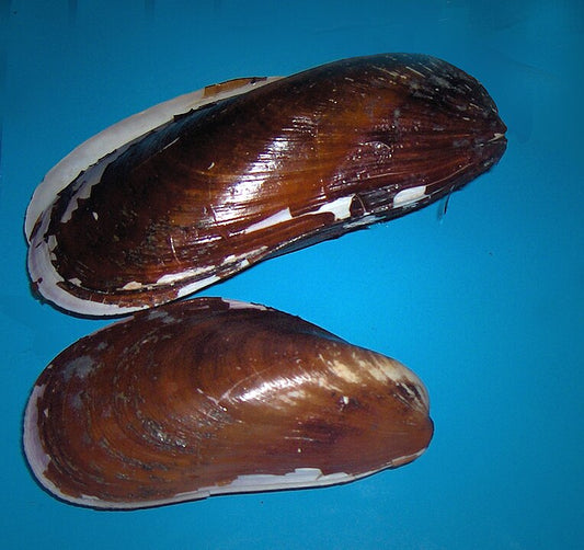 Northern Horsemussel (Modiolus modiolus): A Key Species in Marine Ecosystems