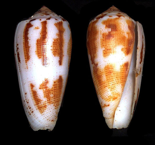 Magician's Cone (Conus magus): A Fascinating Species of Venomous Snail