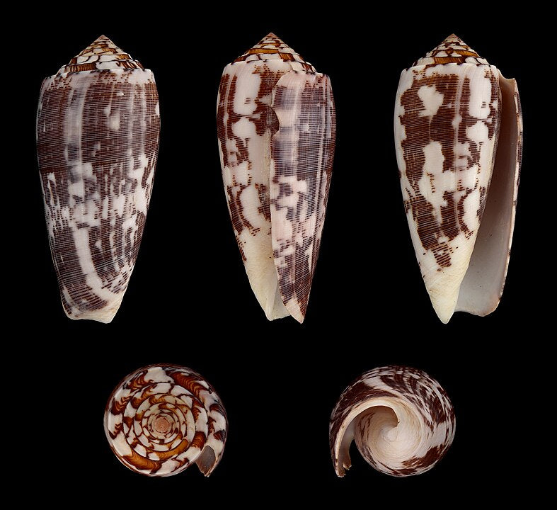 Striated Cone (Conus striatus): A Comprehensive Overview of Its Habitat and Behavior