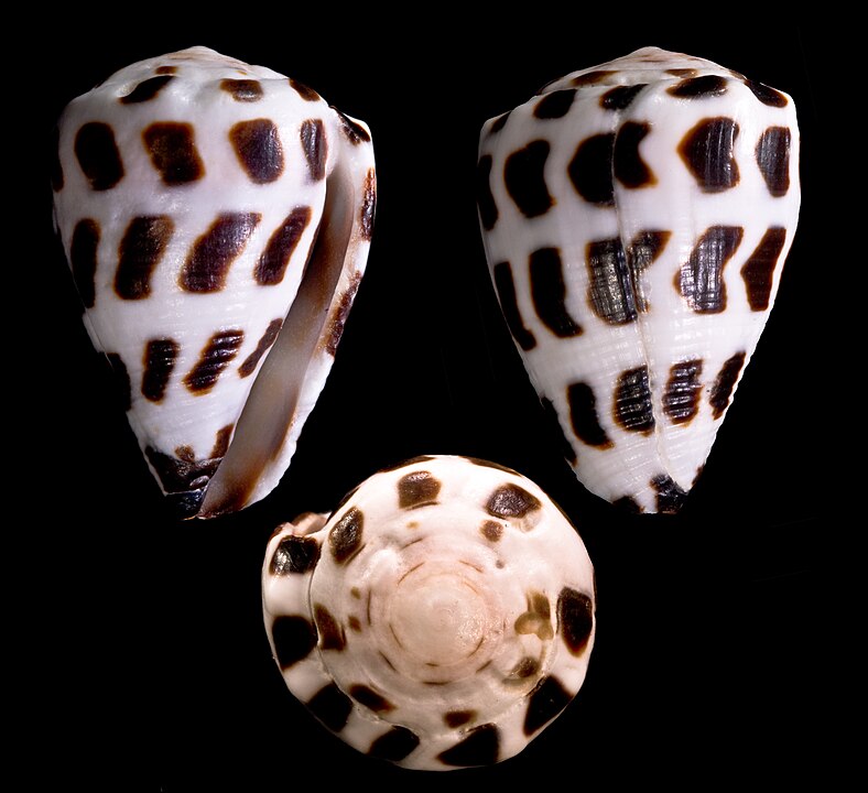 Hebrew Cone (Conus ebraeus): A Comprehensive Overview of Its Habitat and Behavior