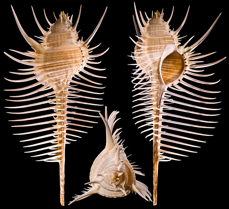 Venus Comb Murex (Murex pecten): A Comprehensive Guide to Its Characteristics and Habitat