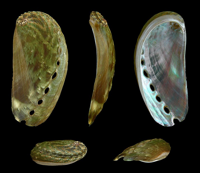 Threaded Abalone (Haliotis asinina): An Overview of Its Ecology and Culinary Value