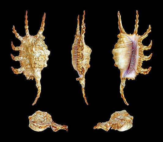 Scorpion Conch (Lambis scorpius): A Comprehensive Guide to Its Habitat and Ecology