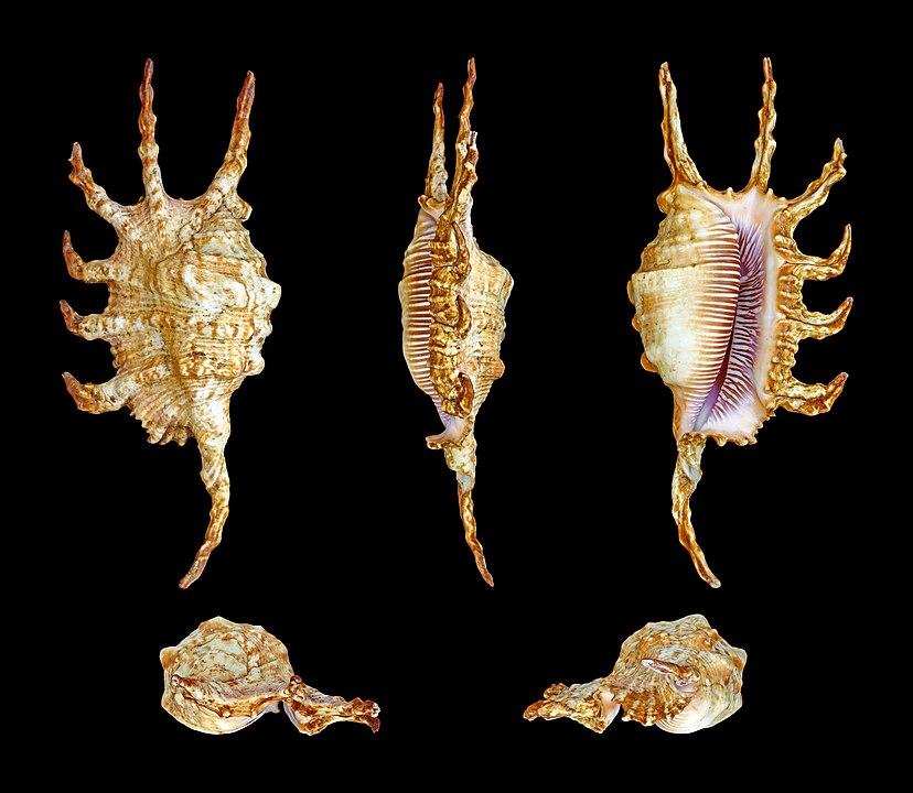 Scorpion Conch (Lambis scorpius): A Comprehensive Guide to Its Habitat and Ecology