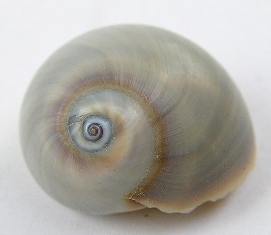 Shark Eye (Neverita duplicata): An Insight into This Unique Gastropod Species