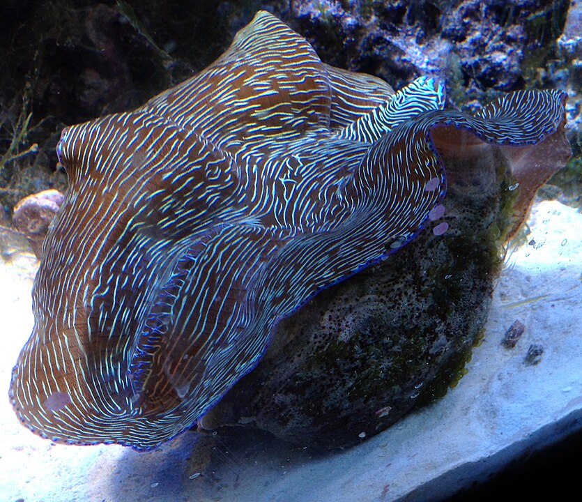 Southern Giant Clam (Tridacna derasa): A Key Species in Marine Ecosystems