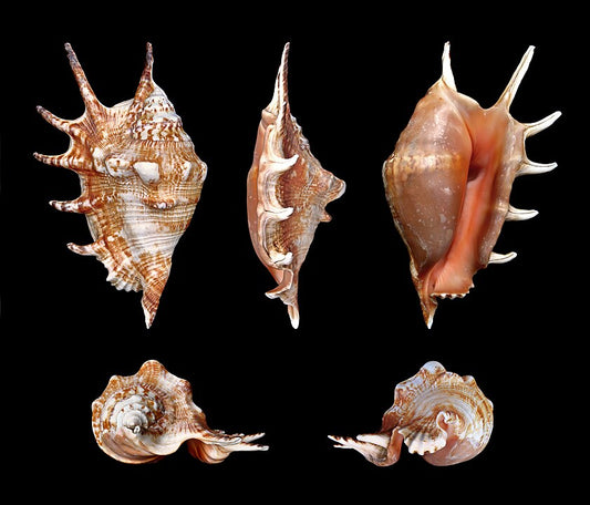 Spider Conch (Lambis lambis): A Comprehensive Guide to Its Habitat and Characteristics