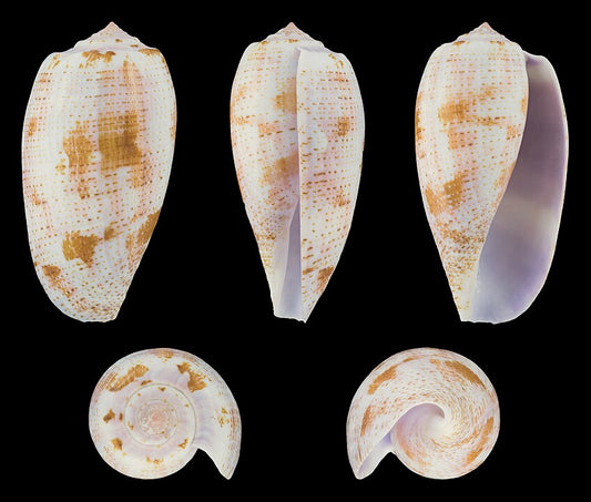 Tulip Cone (Conus tulipa): Identifying Characteristics and Habitat